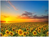 Poster natura - Apus peste lanul de floarea soarelui 