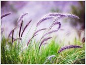 Poster natura - Ierburi diafane
