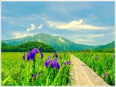 Poster natura - Irisi