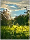 Poster natura - Poiana