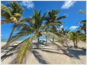 Poster natura - Vis de vara