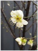 Poster natura - Armonii de primavara 