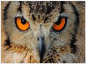 Poster natura - Bufnita indiana 