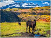 Poster natura - Cai pe pasune alpina 