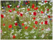 Poster natura - Camp cu maci 