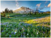 Poster natura - Campie inflorita 