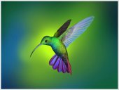 Poster natura - Colibri 