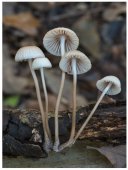 Poster natura - Contraste 