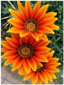 Poster natura - Delicatete si culoare 