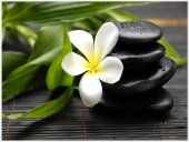 Poster natura - Detaliu floare si pietre negre