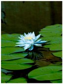Poster natura - Floare de lotus