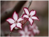 Poster natura - Floare liliac Impala 
