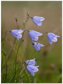Poster natura - Flori de camp