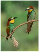 Poster natura - Prigorii