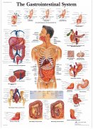 Sistemul gastrointestinal