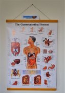 Plansa tematica-Sistemul gastrointestinal