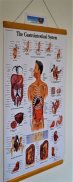 Plansa tematica-Sistemul gastrointestinal