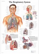 Plansa tematica-Sistemul respirator