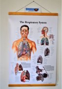 Plansa tematica-Sistemul respirator