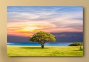 Tablou canvas - Copac singuratic la malul oceanului