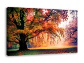 Tablou canvas - Culorile unei dimineti de toamna