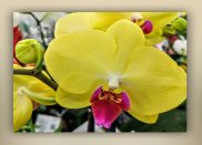 Tablou canvas - Detaliu orhidee