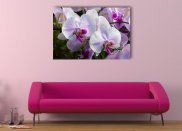 Tablou canvas - Flori de orhidee