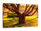 Tablou canvas - Imbratisarea naturii