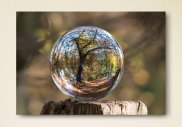 Tablou canvas - Natura intr-un  glob de sticla