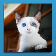 Tablou canvas - Pisicuta cu ochii albastri