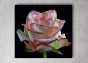 Tablou canvas - Prim-plan trandafir