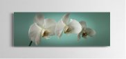 Tablou canvas - Ramura de orhidee