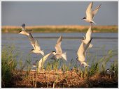 Poster natura - Zbor de pasari la malul apei